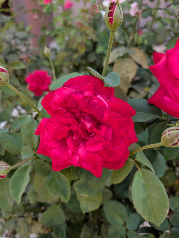 Limenaria